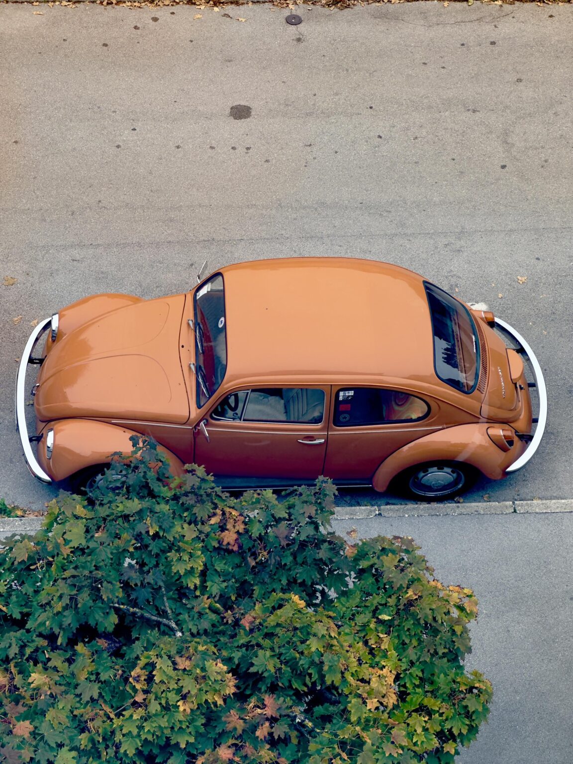 Cool beetle in the wild