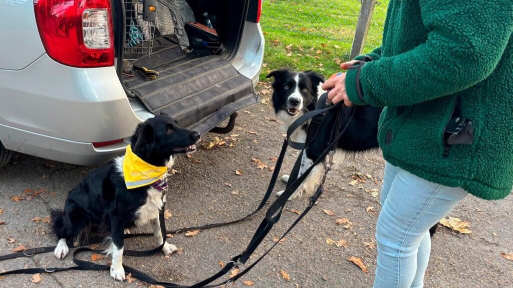 Yellow on dogs = keep distance? Is there really needed?