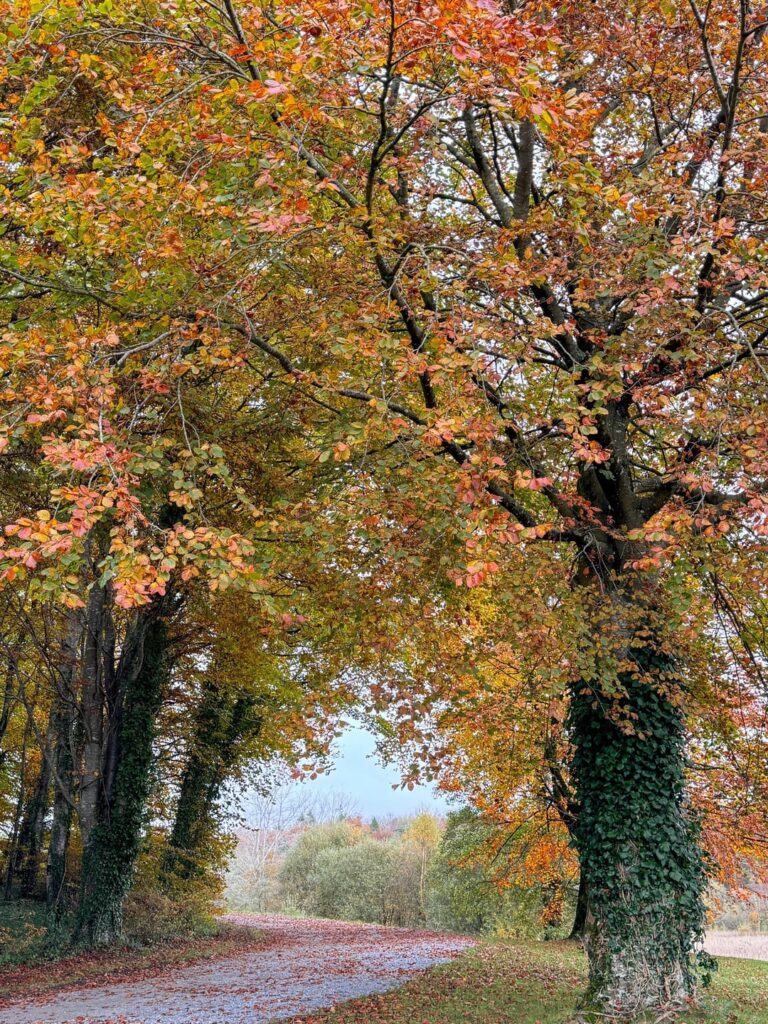 Autumn Forest Park in Ireland