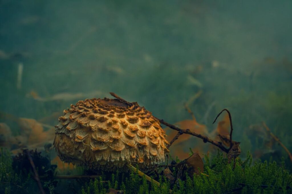 I painted mushrooms :)