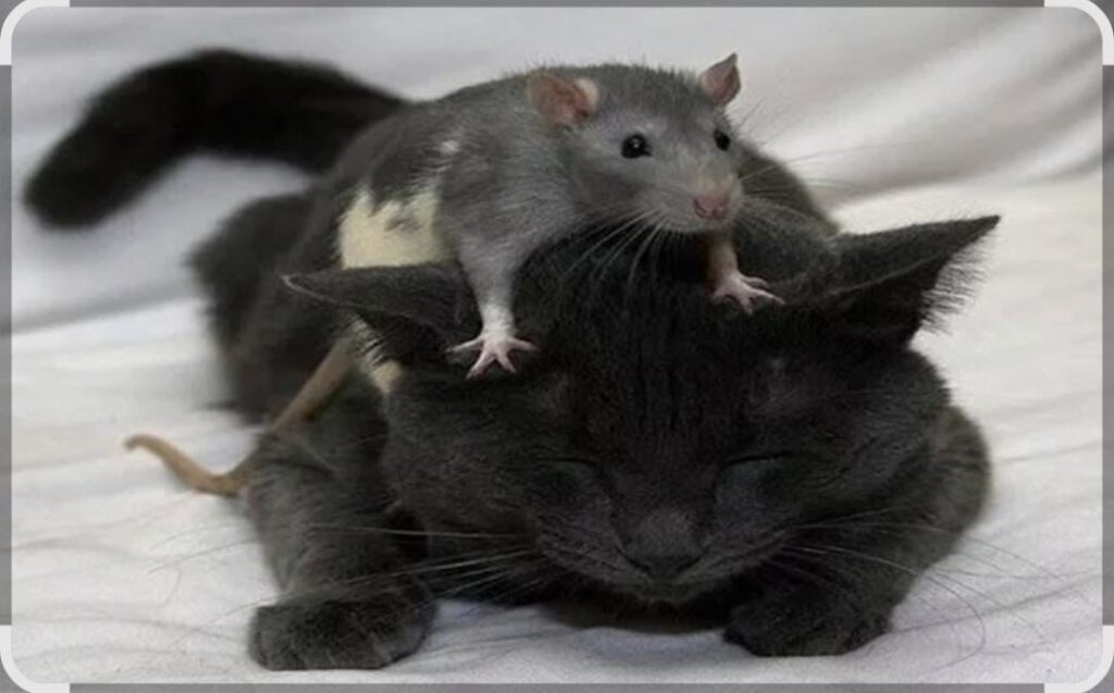 They must be friends forever