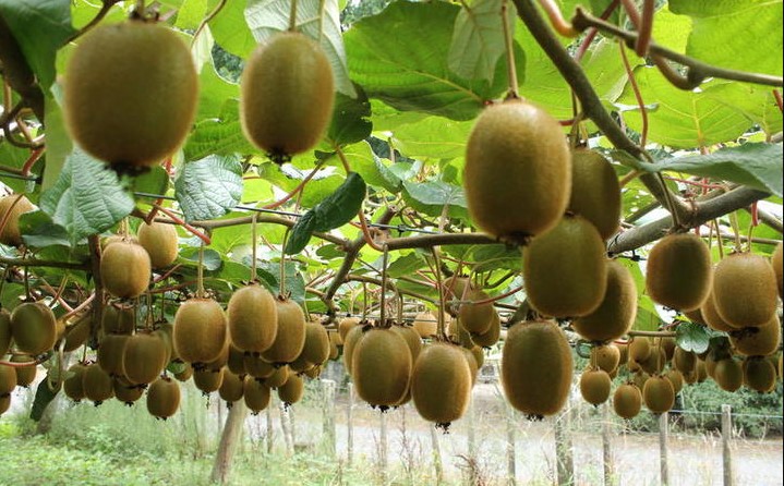 Satellite technology helps Zespri detect early signs of disease in Italian kiwifruit orchards • EastFruit
