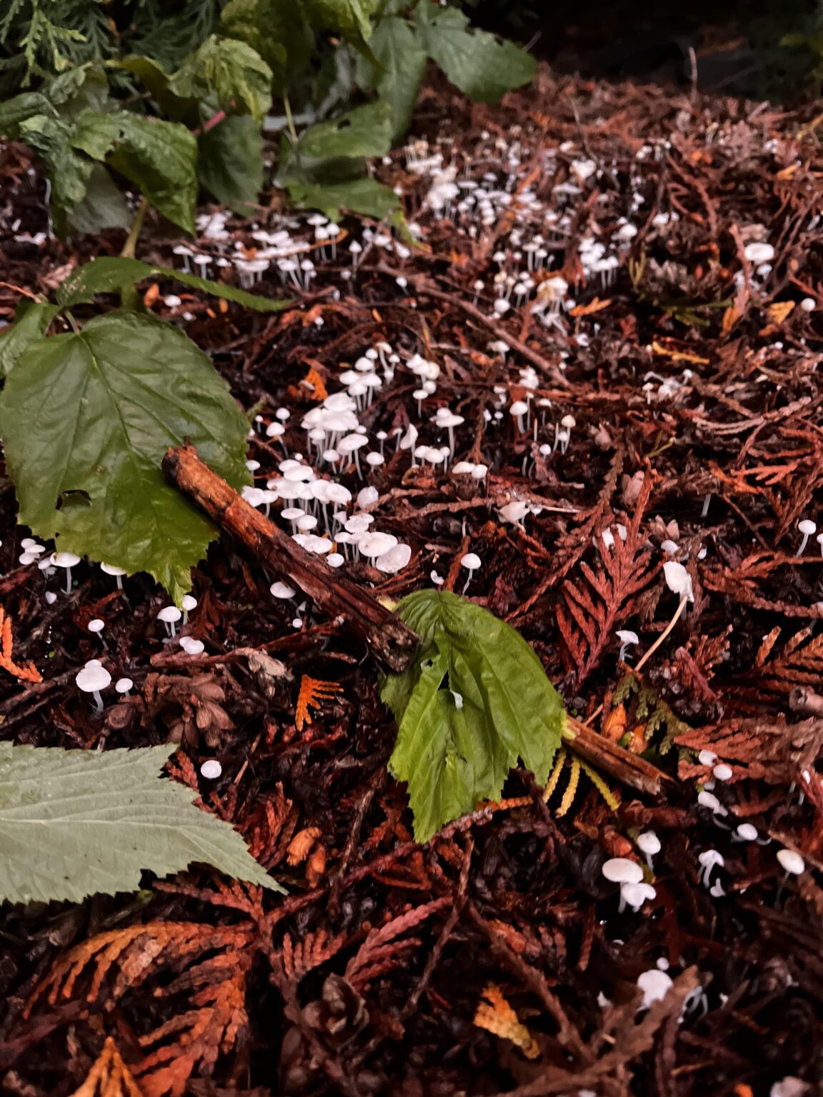 Does anyone know what these mushrooms are?