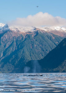 whales in alaska