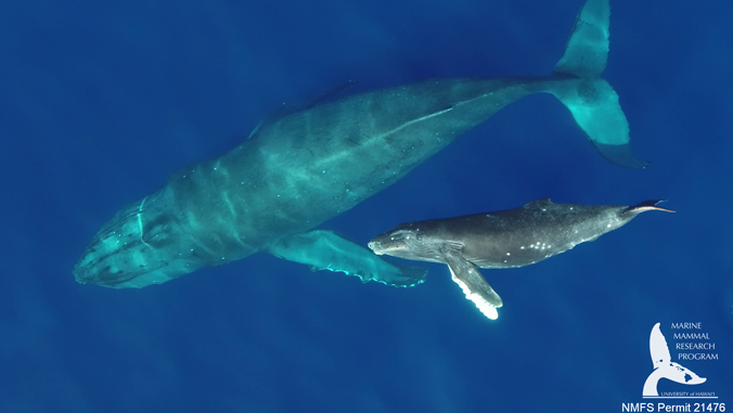 mother and calf whales