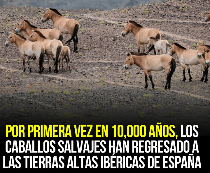 Wild horses return