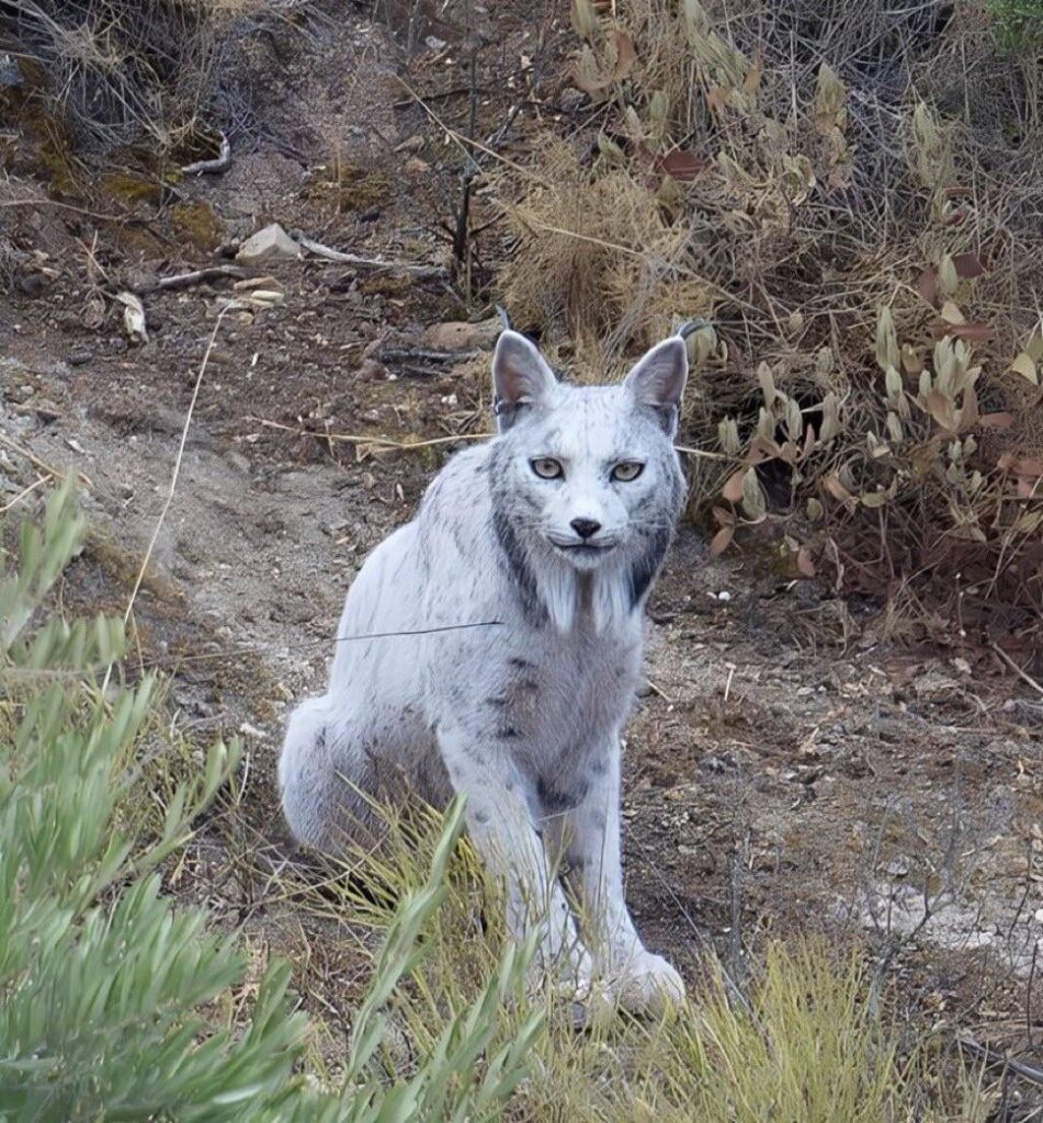 The most beautiful animal in the world is Spanish