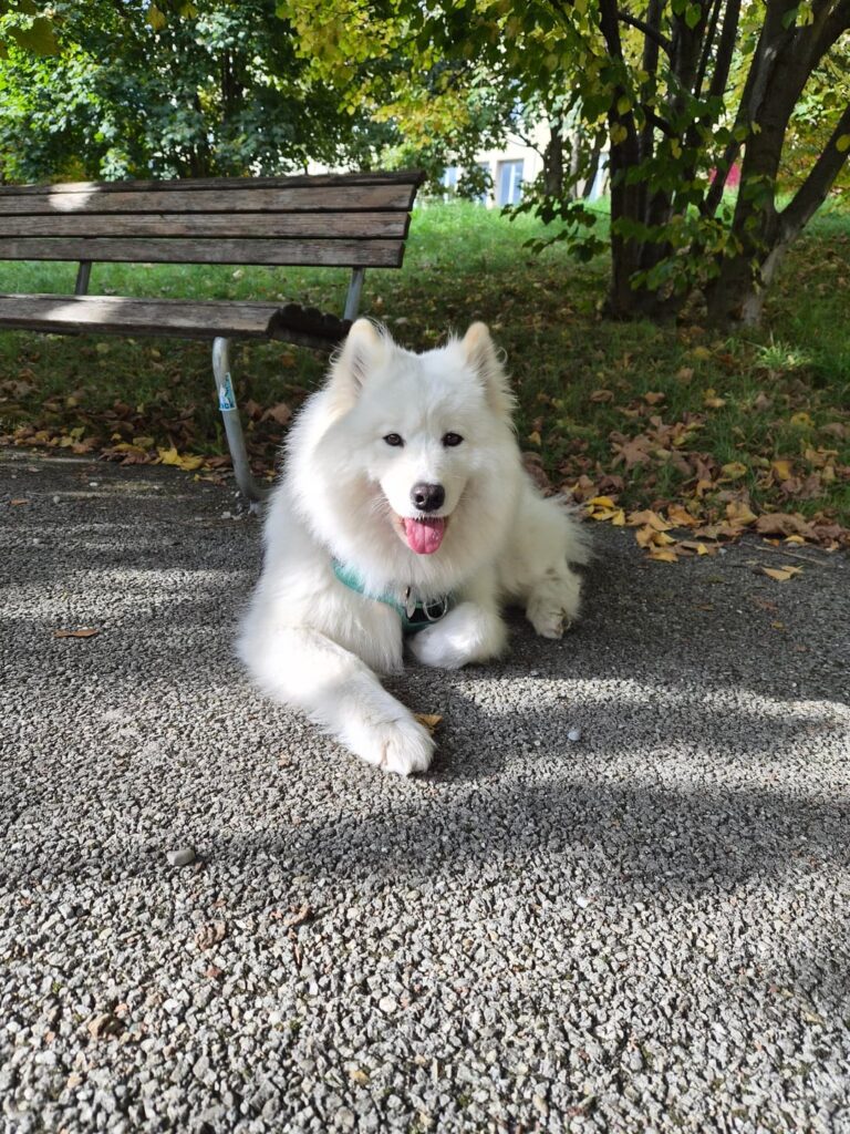 Any samoyeds in the Zug area?