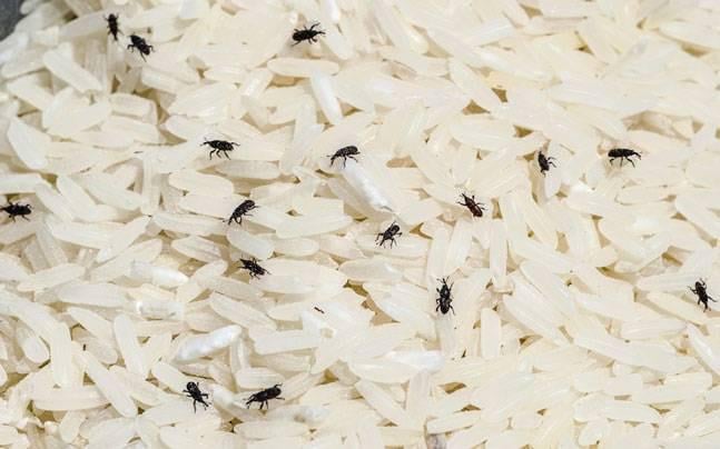 Flour, rice bugs/mites????