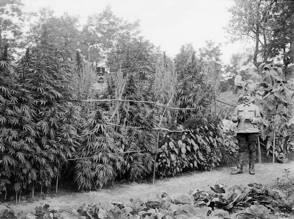 Soldiers inspecting a cannabis plantation in Ljubljana, 1916