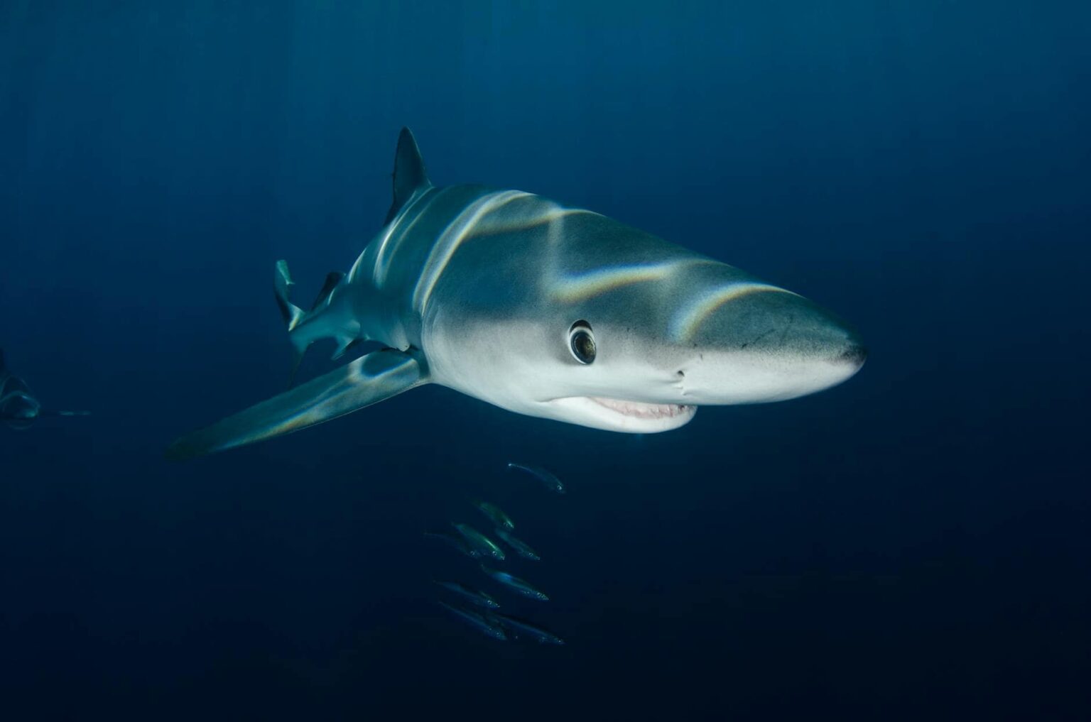 Shark meat with dangerous mercury levels sold under misleading names