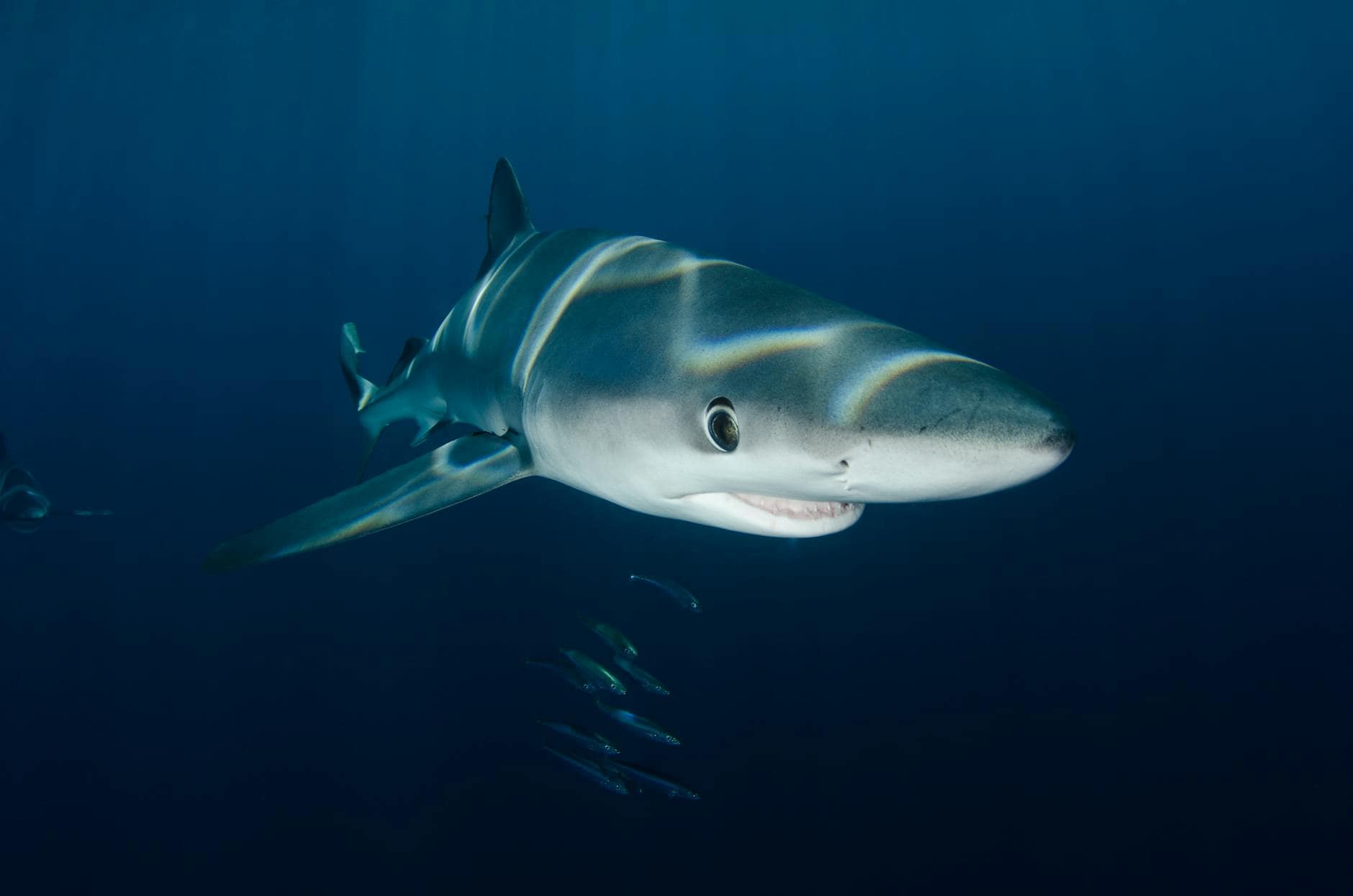 great white shark swimming underwater
