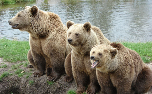 Bulgaria: EU-Funded Project to Determine Bulgaria’s Bear Population
