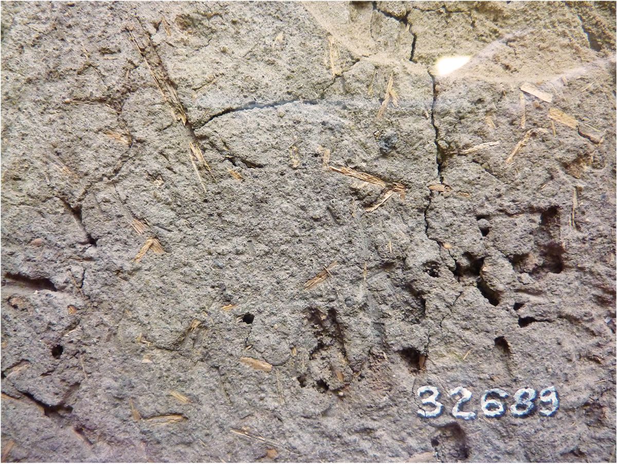 Plant fragments in the Ahmose mudbrick