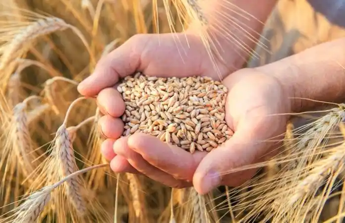 Poland Keeps Ban on Ukrainian Grain Imports Despite New EU Deal