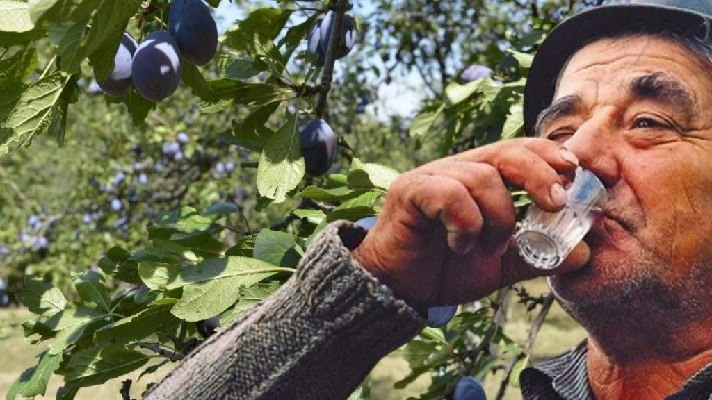 Finally! The Penal Code adopts plumicide – when you make plums into magiun instead of palinka