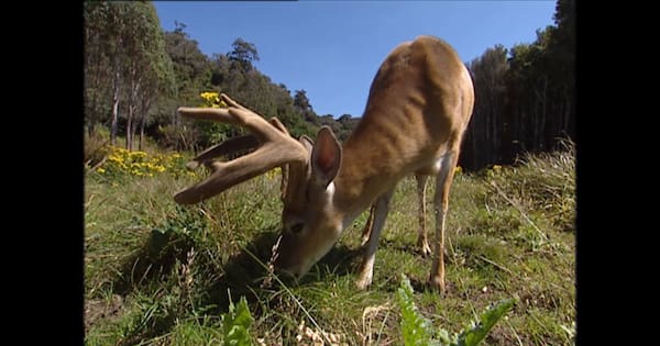Repellent being trialled to keep Stewart Island deer away from 1080