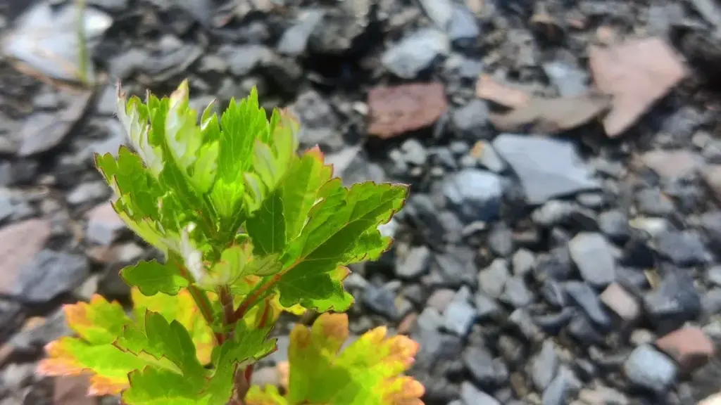 Ecological restoration in Poland: an experiment successfully transformed a mining landfill into a vegetal oasis
