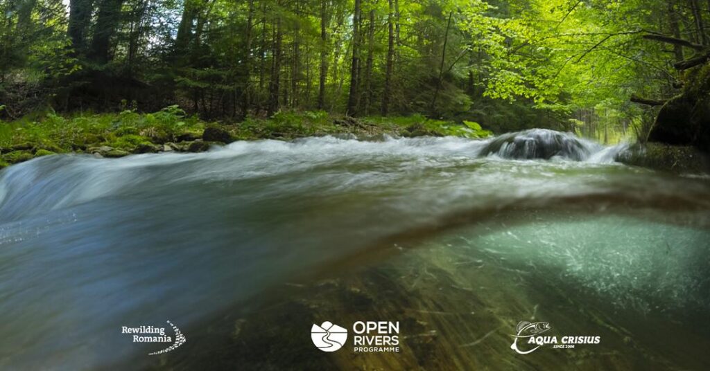 Rewilding Romania secures EUR 106,000 grant to advance river restoration in Southern Carpathians Rewilding Romania secures EUR 106,000 grant to advance river restoration in Southern Carpathians