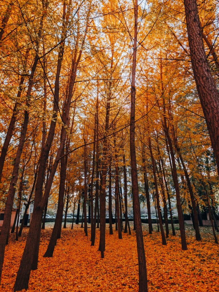 Sycamore forests this season