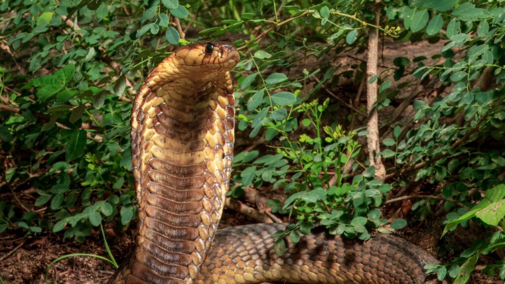 Danish researchers are developing ground-breaking antidote against 17 dangerous snake species