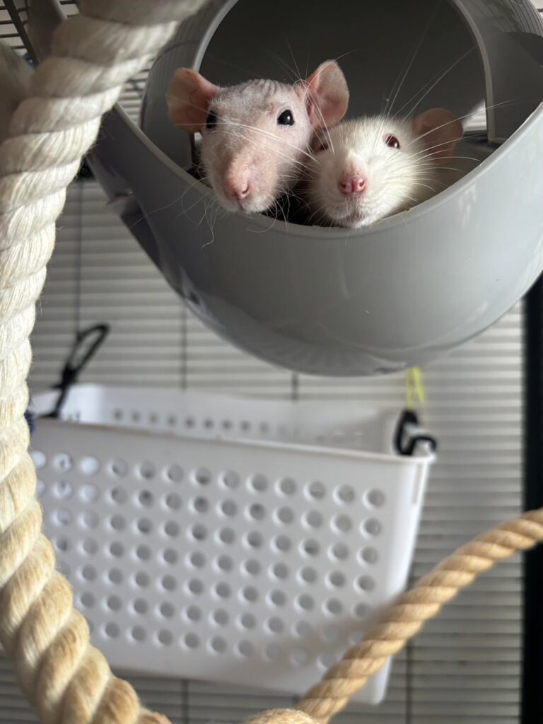 rat