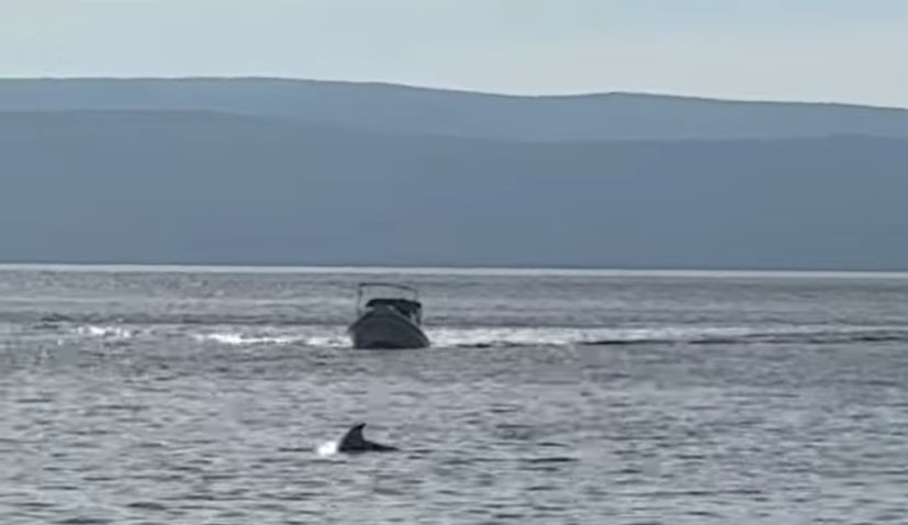 Split dolphin