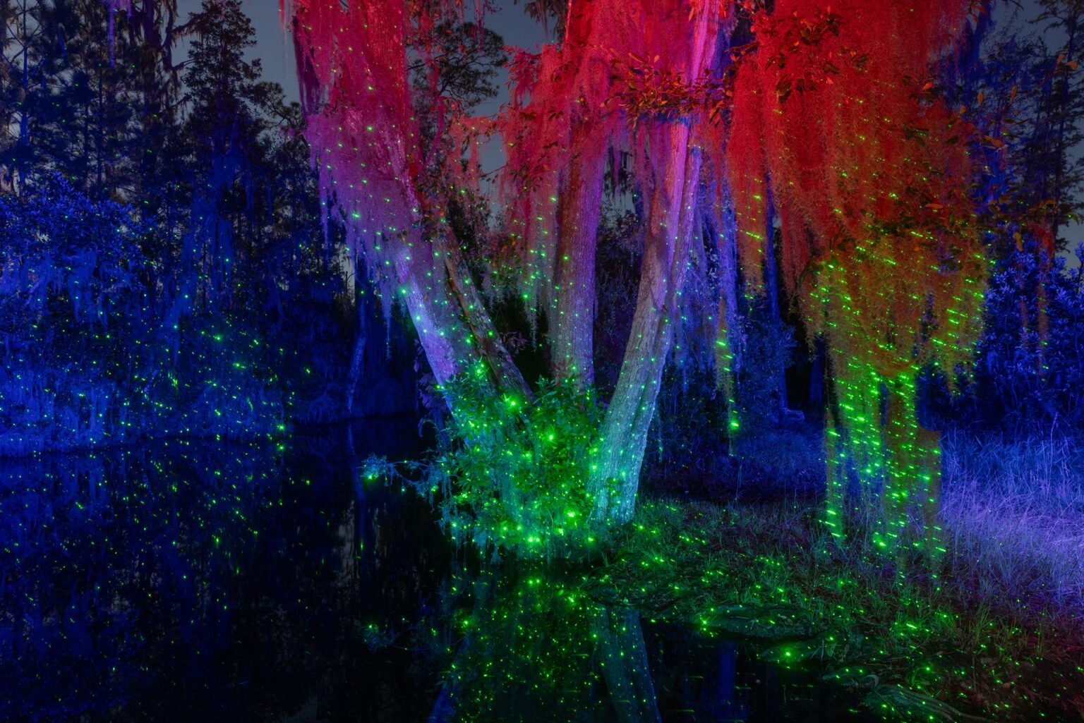 Capturing the ‘mystical’ energy of the Okefenokee Swamp