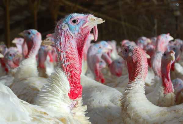 HPAI detected at West Michigan turkey farm