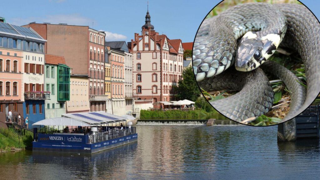Locals in southwestern Poland complain of ‘plague’ of snakes
