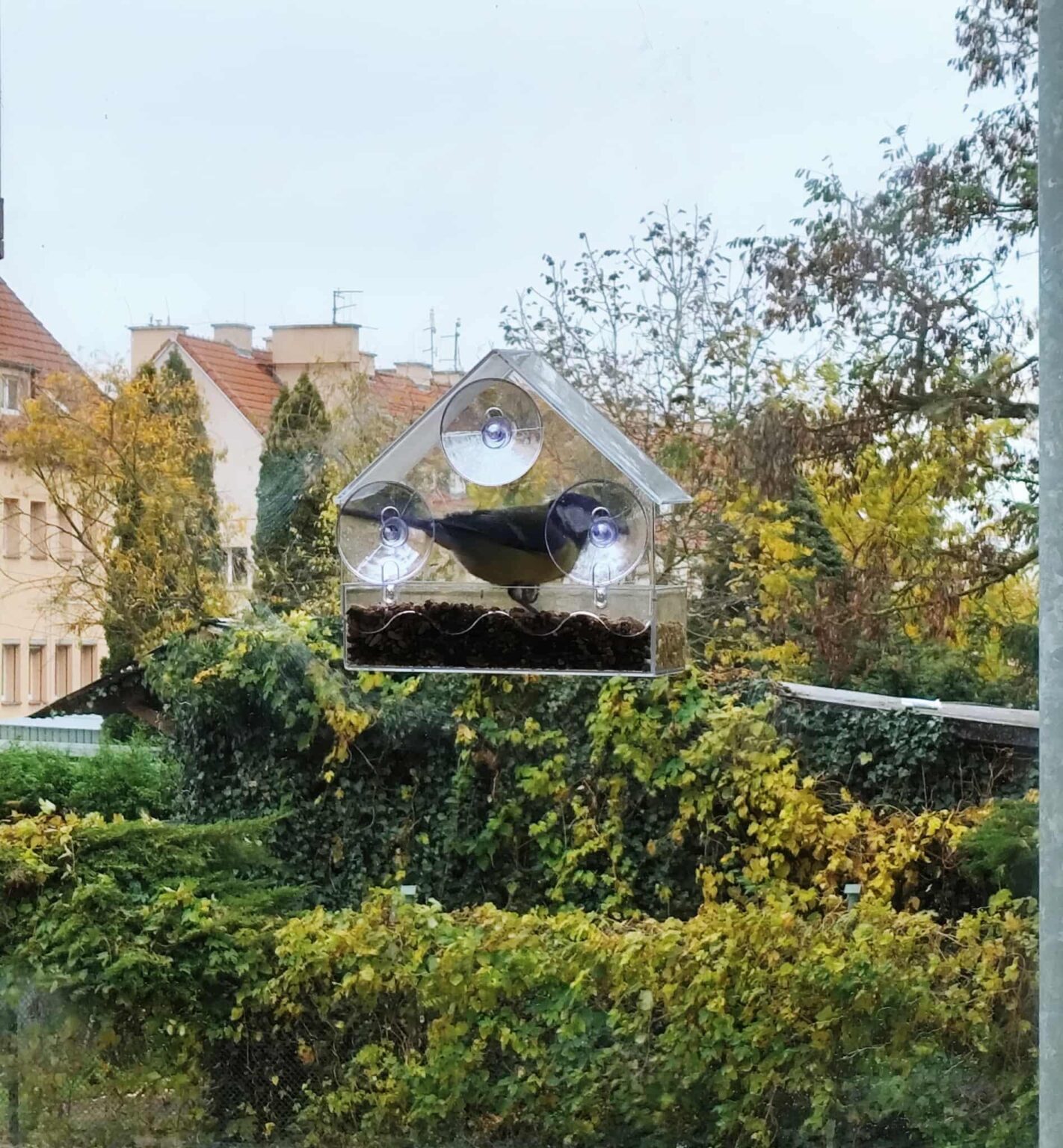 A feeder in the window is a cool thing