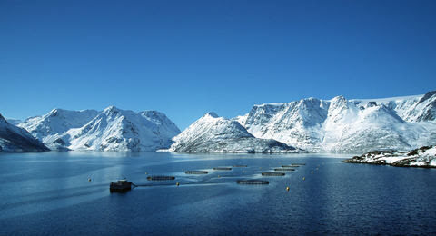 Norway salmon prices ease again on plentiful Chilean supply to markets