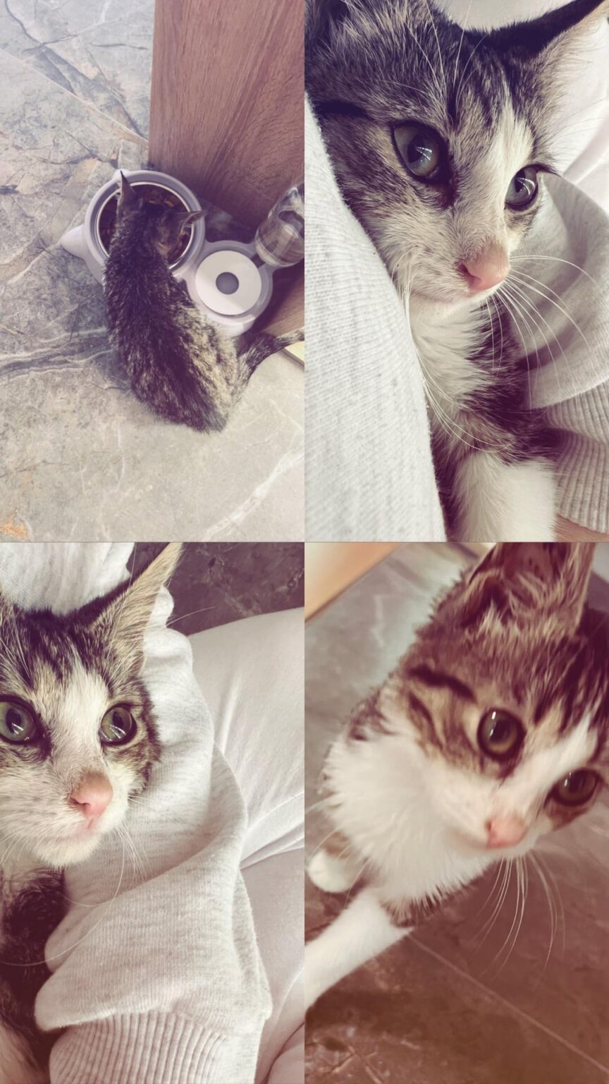 Reddit help me give me a cat's name