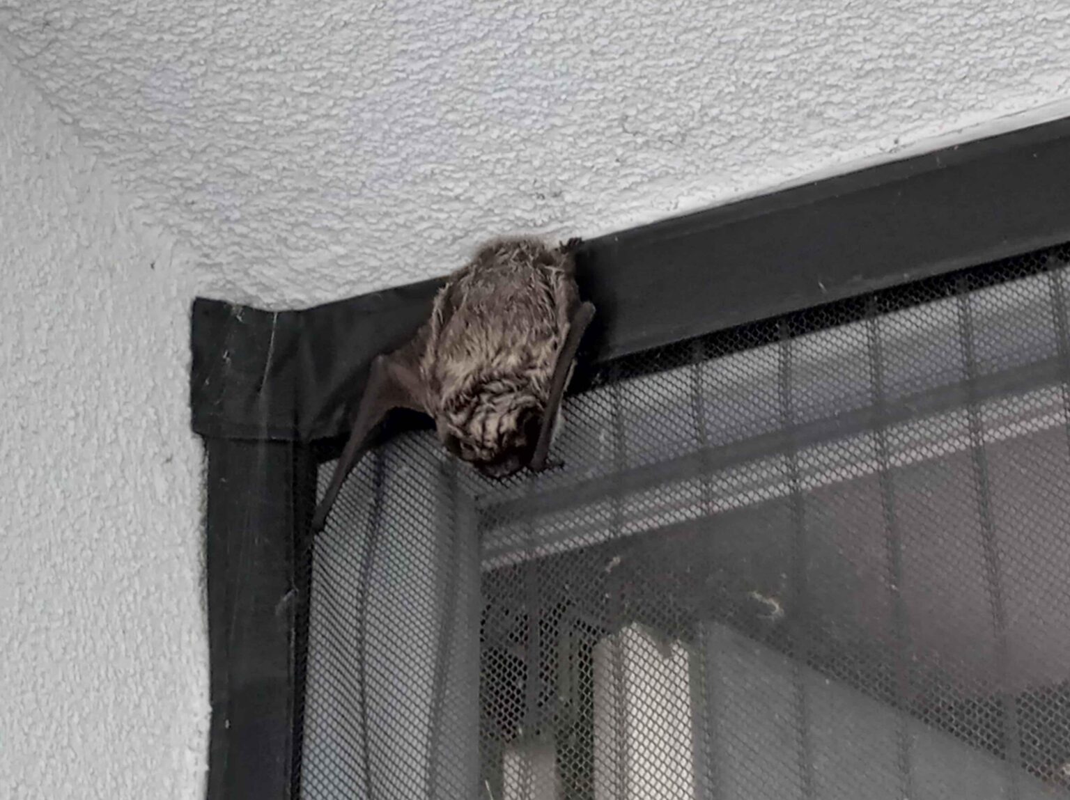 This guy sleeps on my balcony