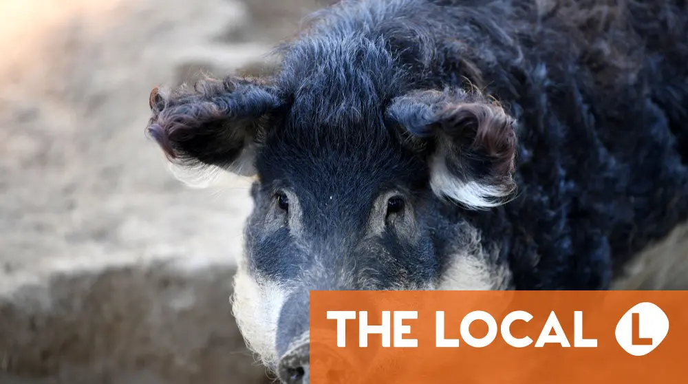 A roaming 'boar' and inequality in Denmark