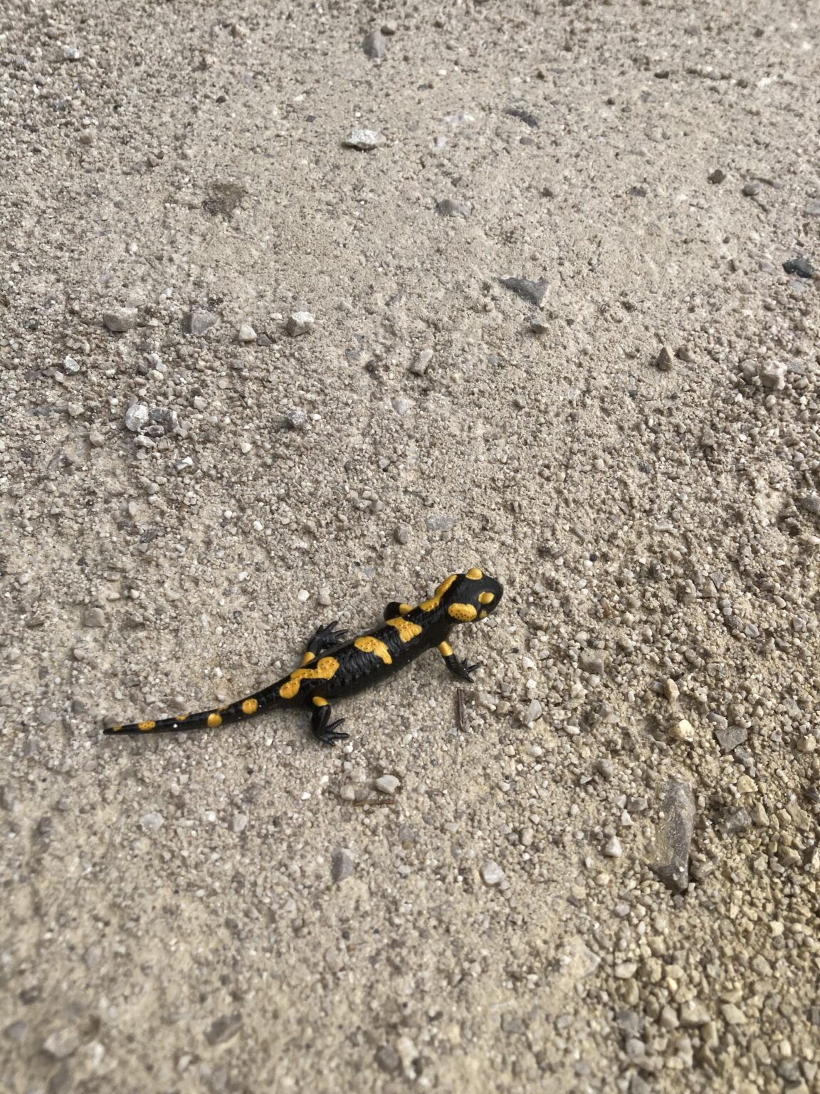 Salamanderbota