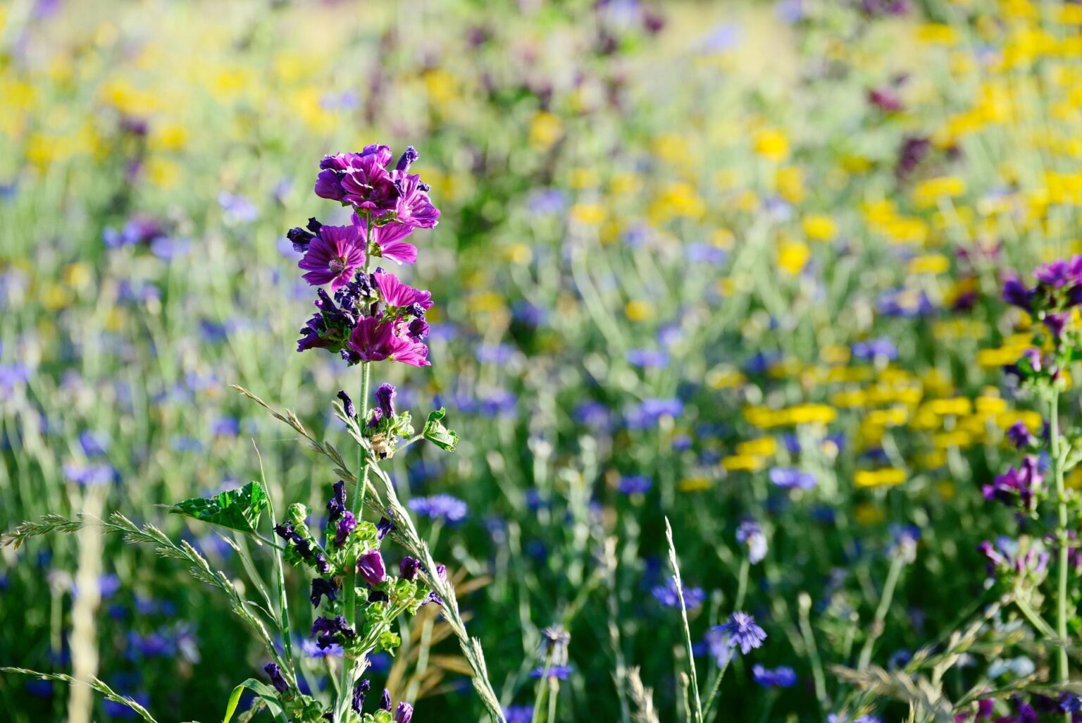velebit botanical garden