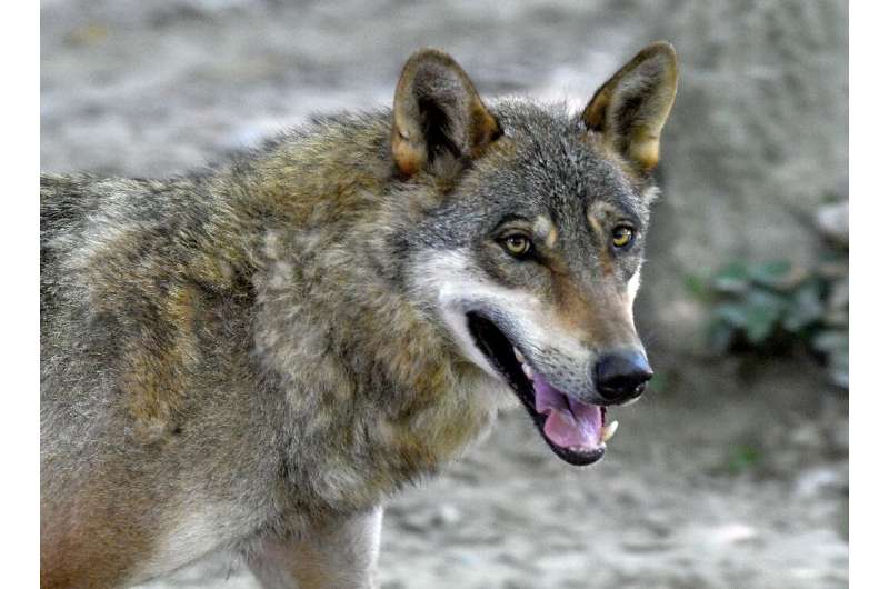Wolf-dog hybrids are rarer than first thought. Even the theory about how dogs originated from a relative of the grey wolf (pictured here) has shifted over time