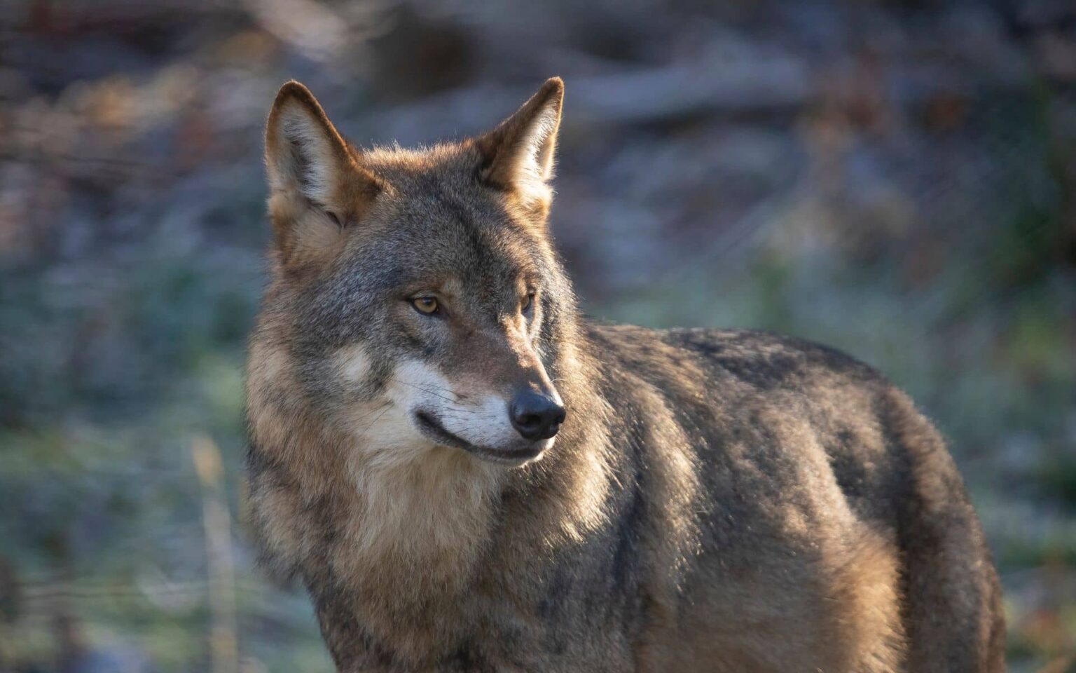 Wolf, European Wolf. Canis Lupus Lupus