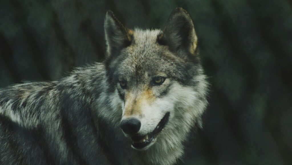 A Wolf-Dog Hybrid Has Been Reported In Greece, Marking A Milestone In The Wolves' Return To Europe
