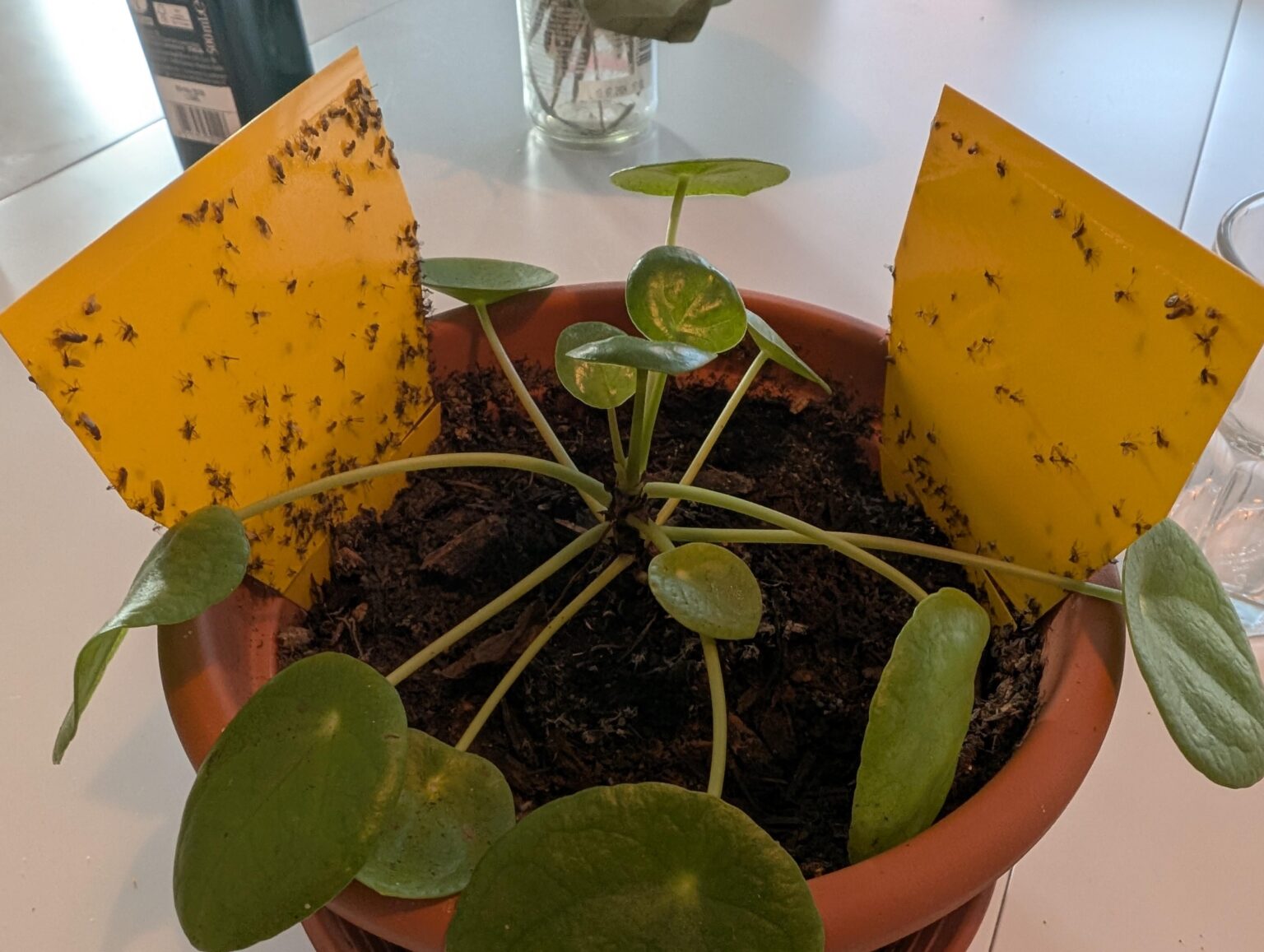 Flies from the soil I bought from Coop few weeks ago Flies from the soil I bought from Coop few weeks ago