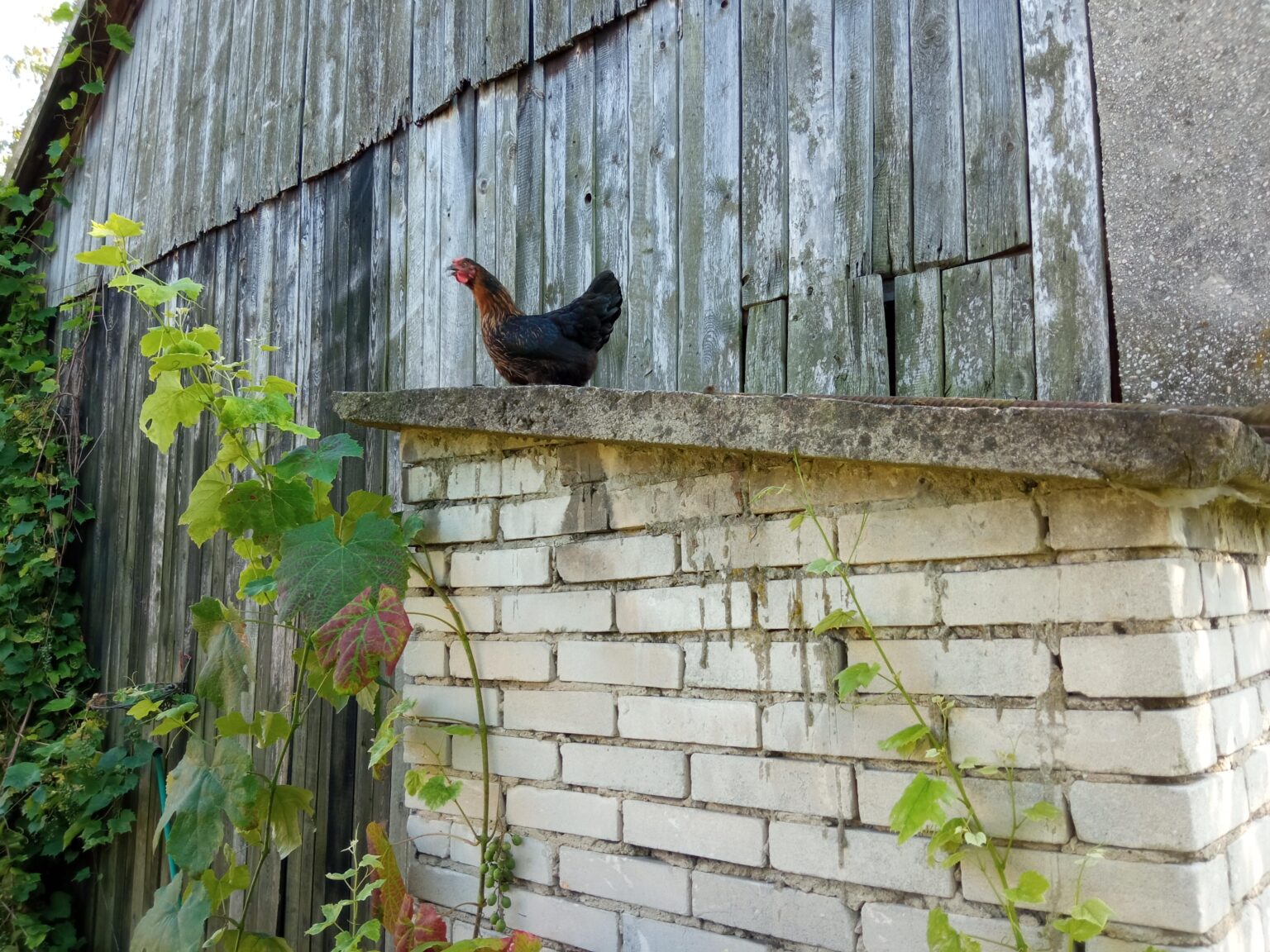 My neighbor keeps coming onto my property uninvited and eating my grapes, and neither requests nor threats work, should I go to the police?