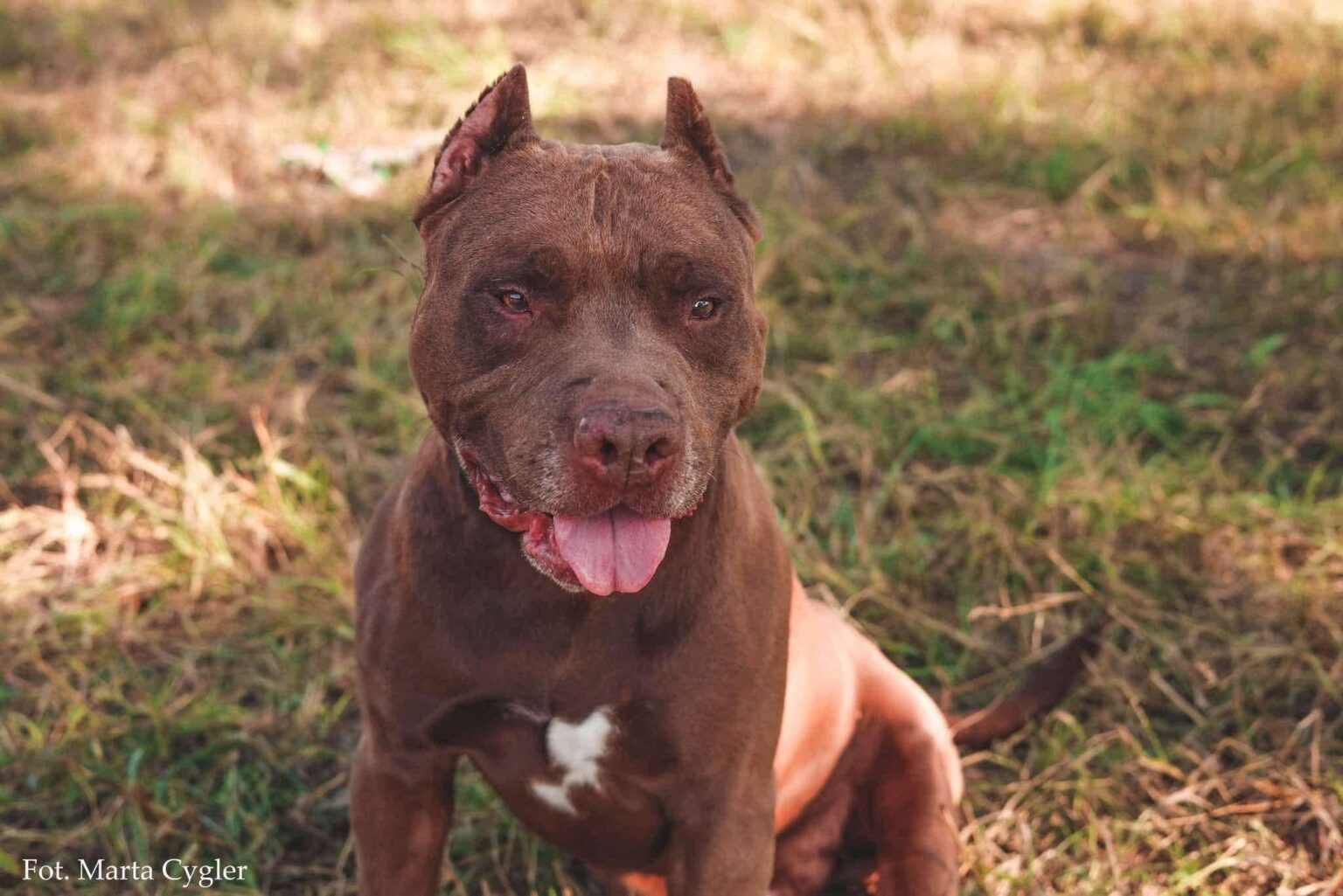 The association is looking for a home for… an aggressive dog that climbs 2-meter walls. The association is looking for a home for... an aggressive dog that climbs 2-meter walls.