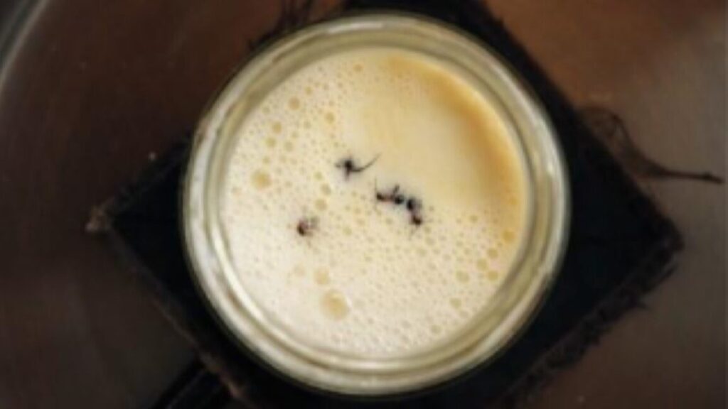 Following a traditional Bulgarian method of yogurt-making, researchers added four live forest ants into a warm jar of milk.