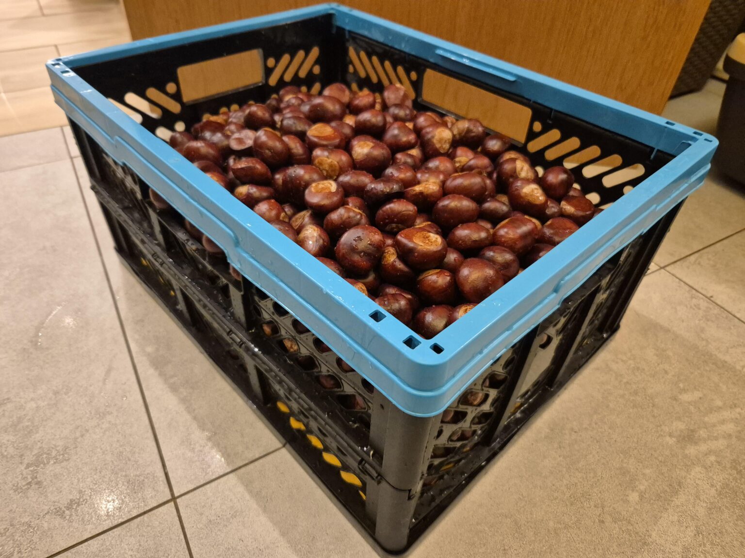 When you need to bring chestnuts for tomorrow...