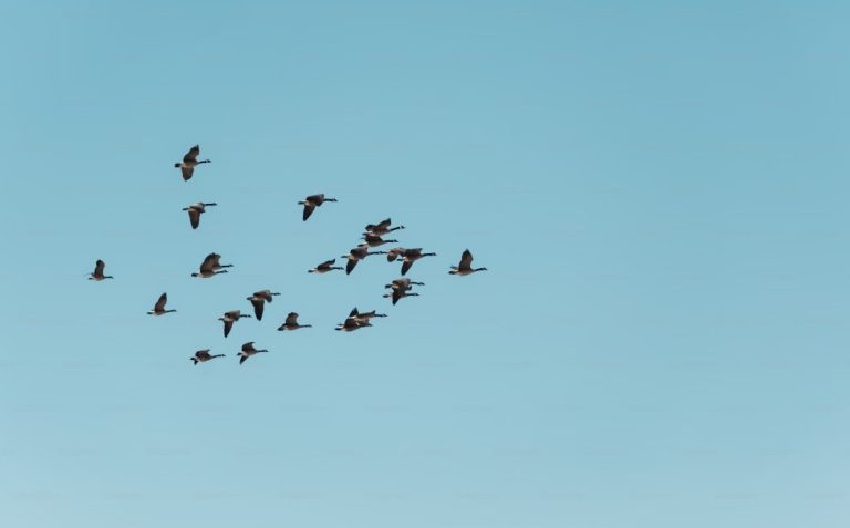 More than 35,000 migratory birds spotted in Switzerland