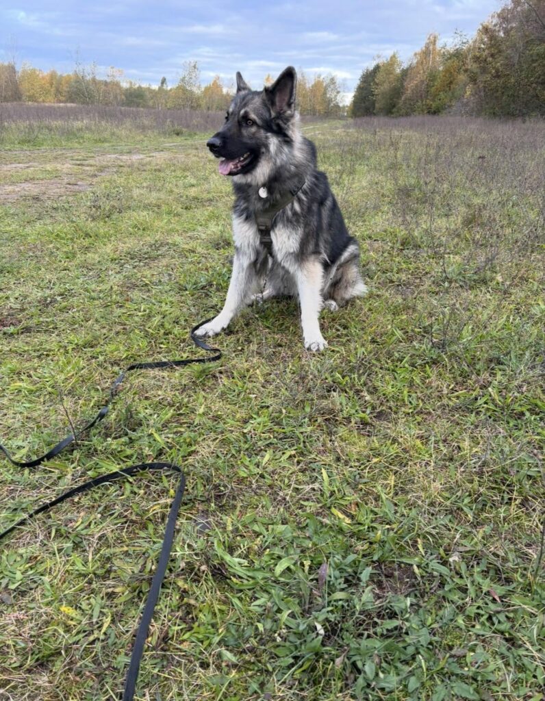 A guide for dog lovers – from Psiarz