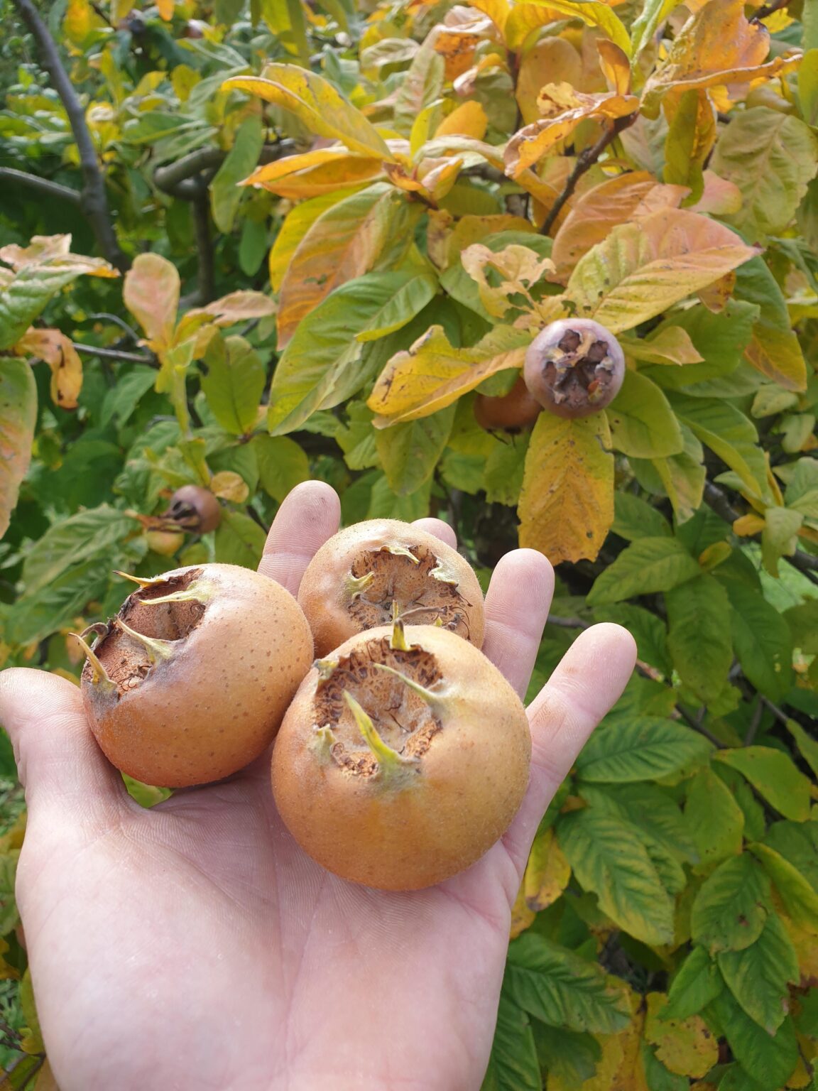 Do you still eat pods and if so, how?