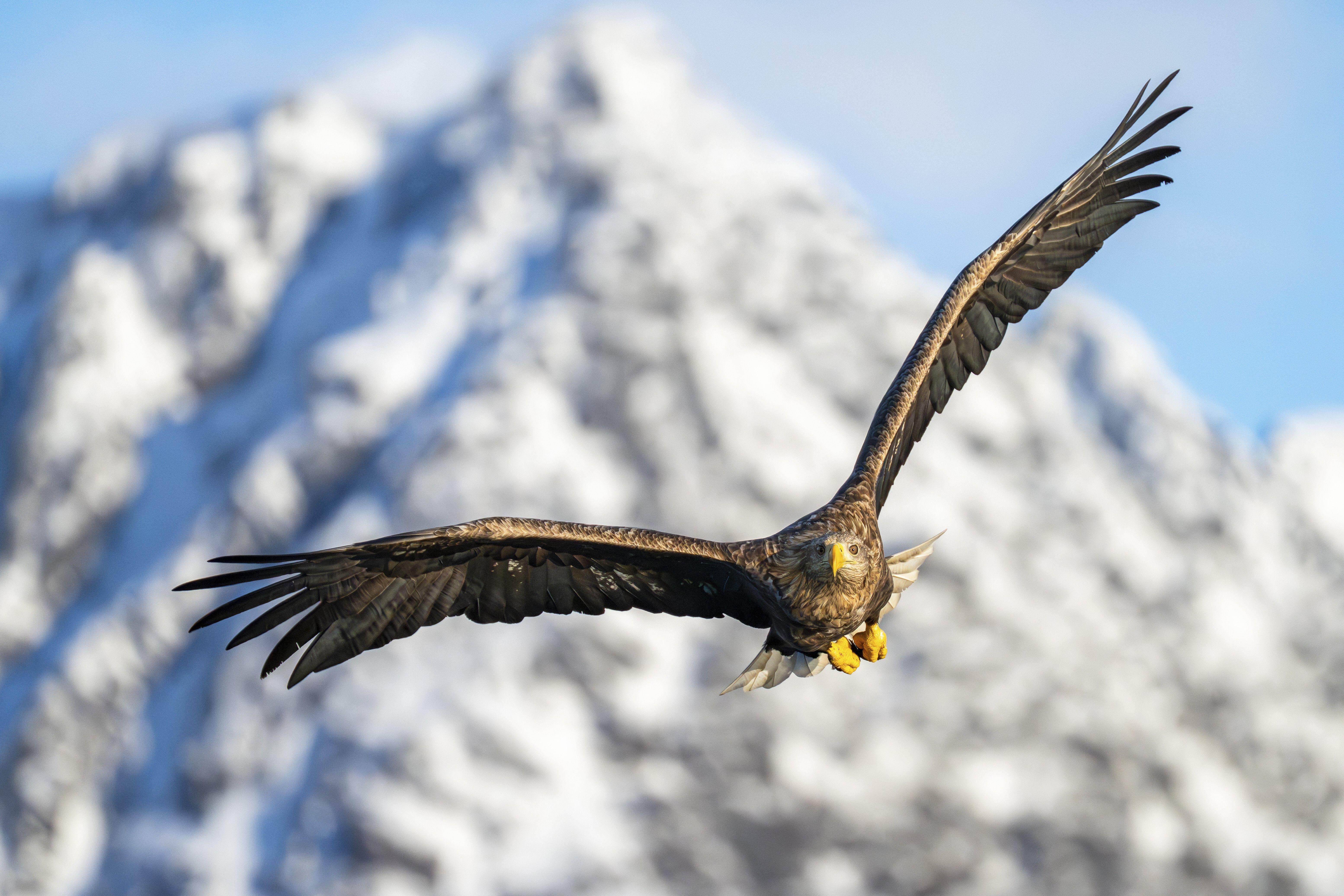White-tailed eagle in flight with snow-covered mountains in the background.