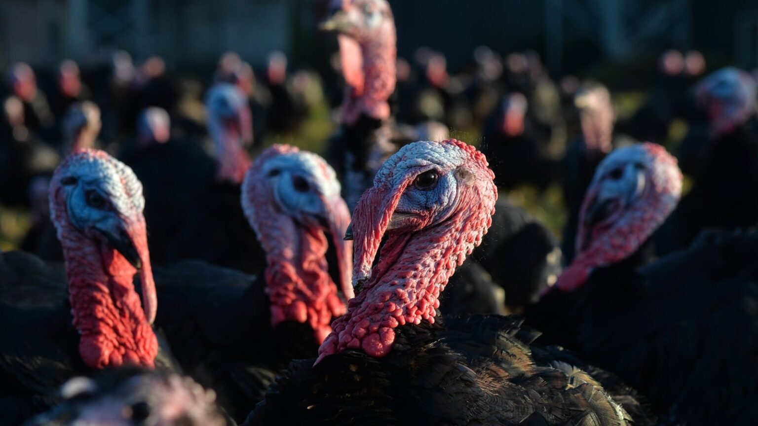 Bird flu outbreak at second commercial turkey farm